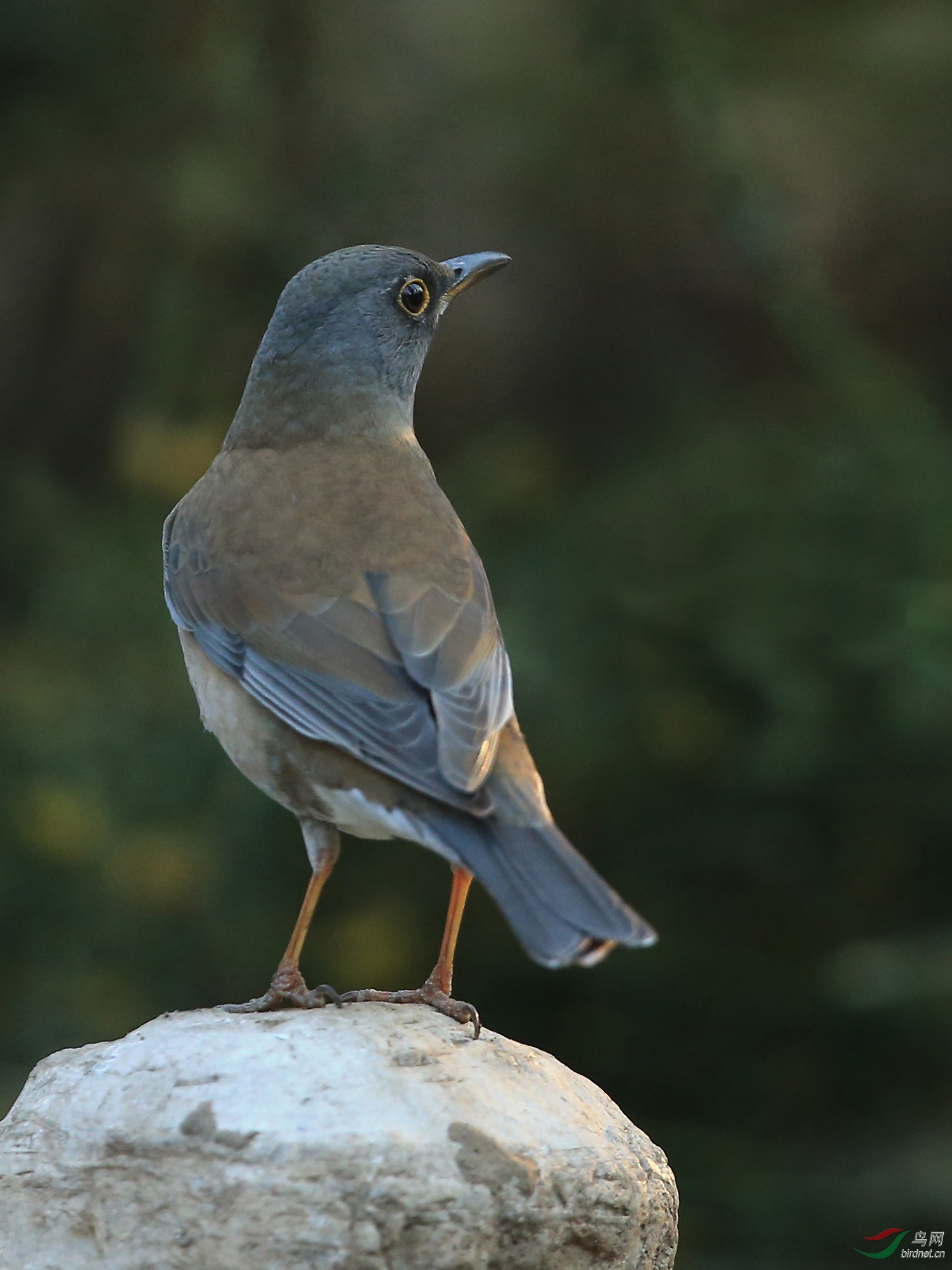 [林鸟] 白腹鸫--天坛