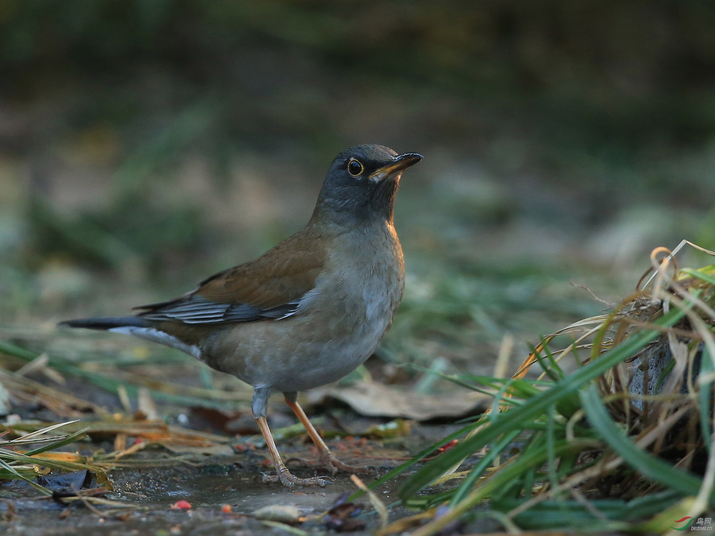 [林鸟] 白腹鸫--天坛