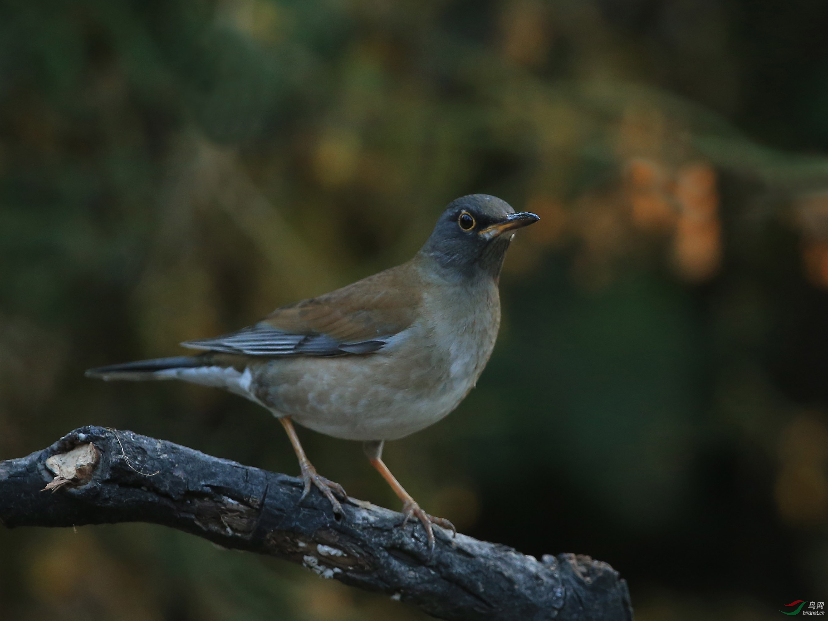 [林鸟] 白腹鸫--天坛