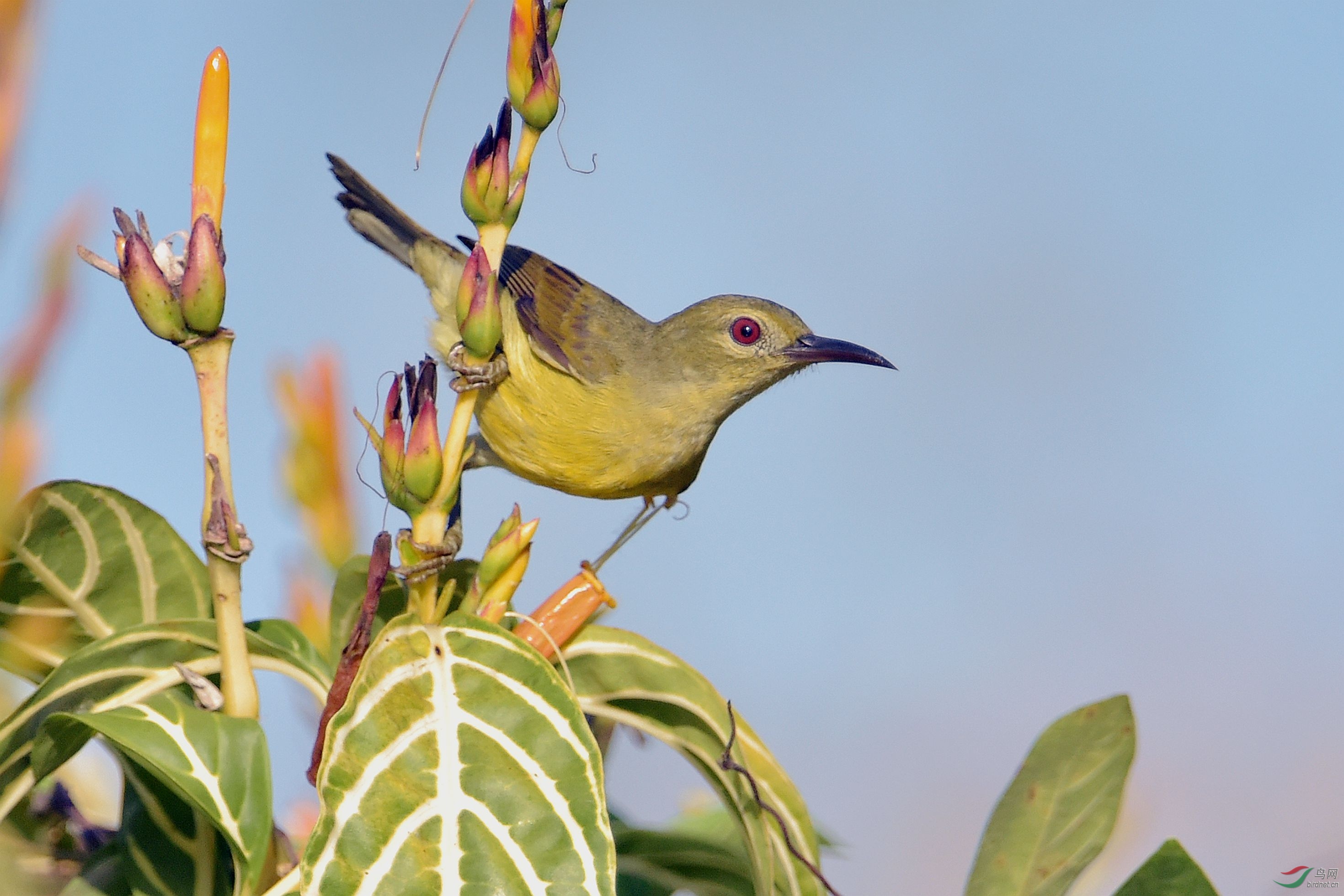 褐喉直嘴太阳鸟