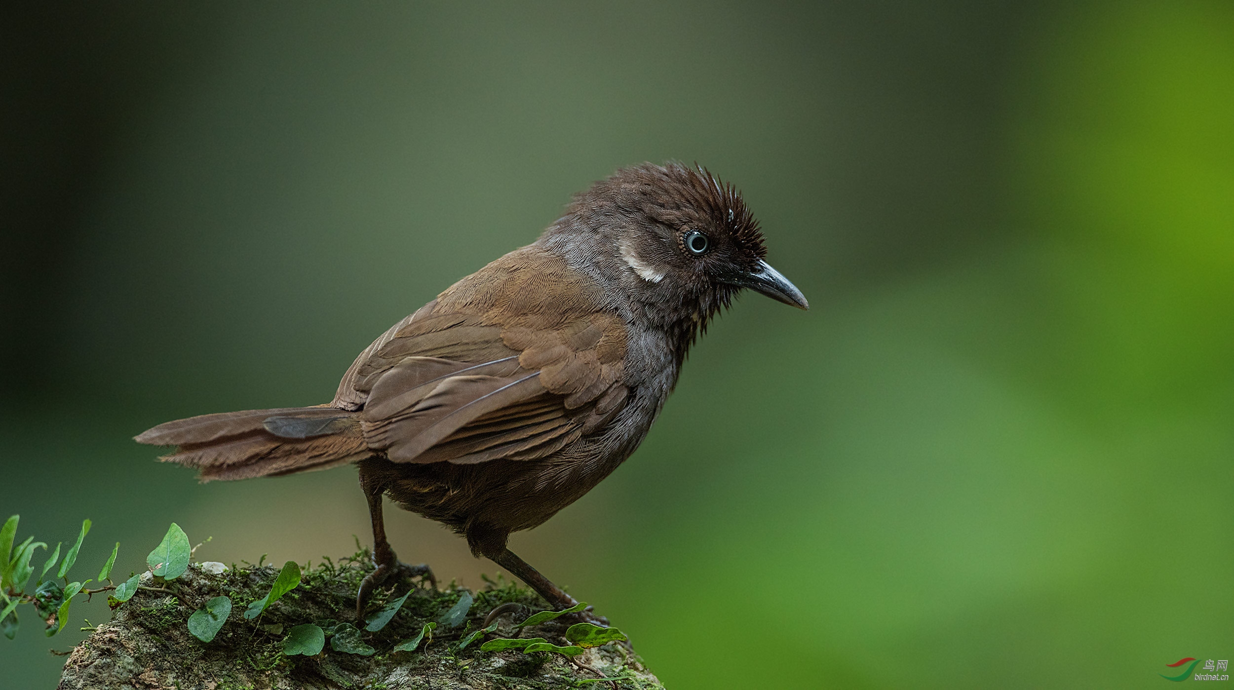 弄岗穗鹛弄岗穗鹛