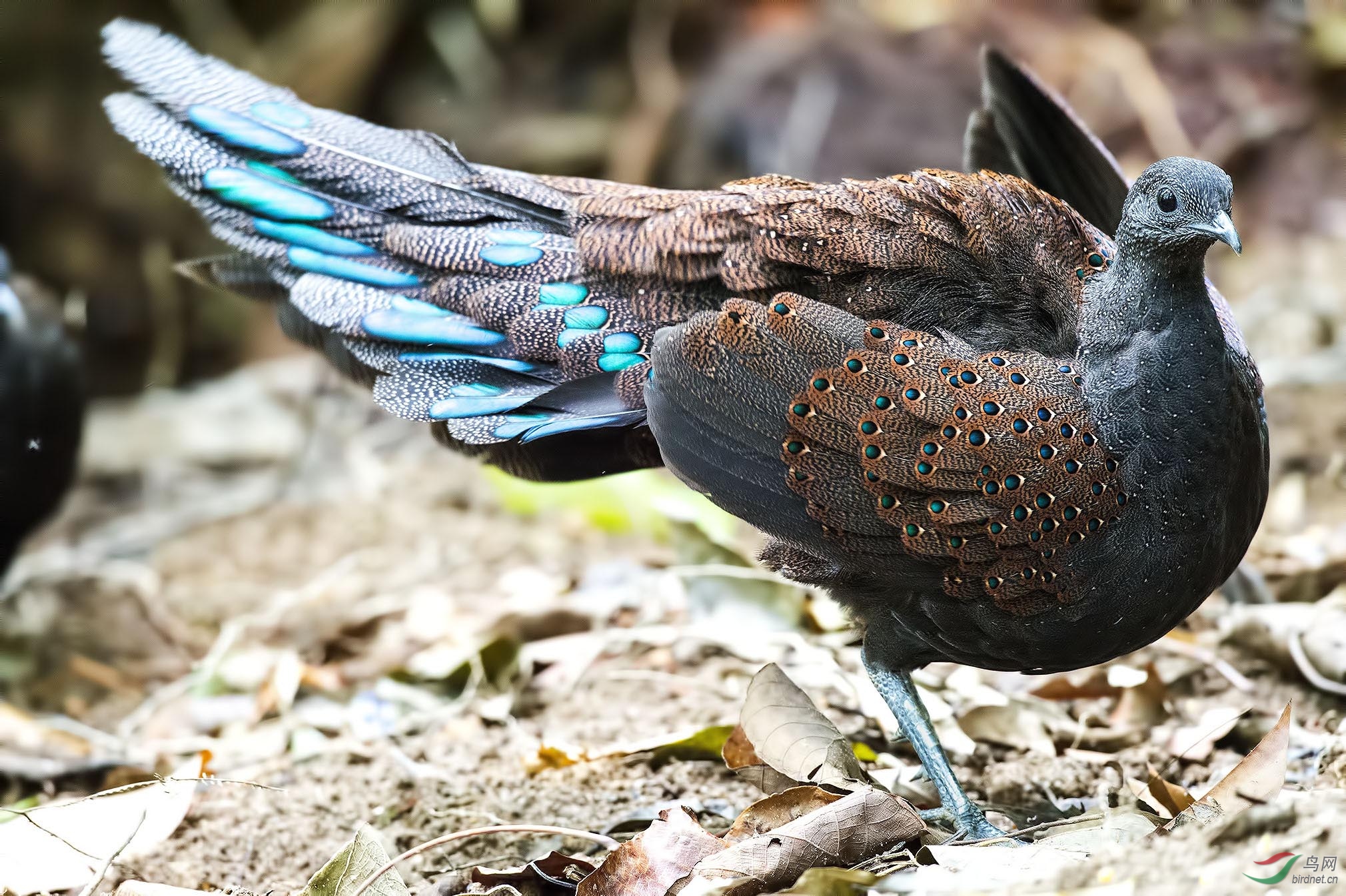 mountainpeacockpheasant