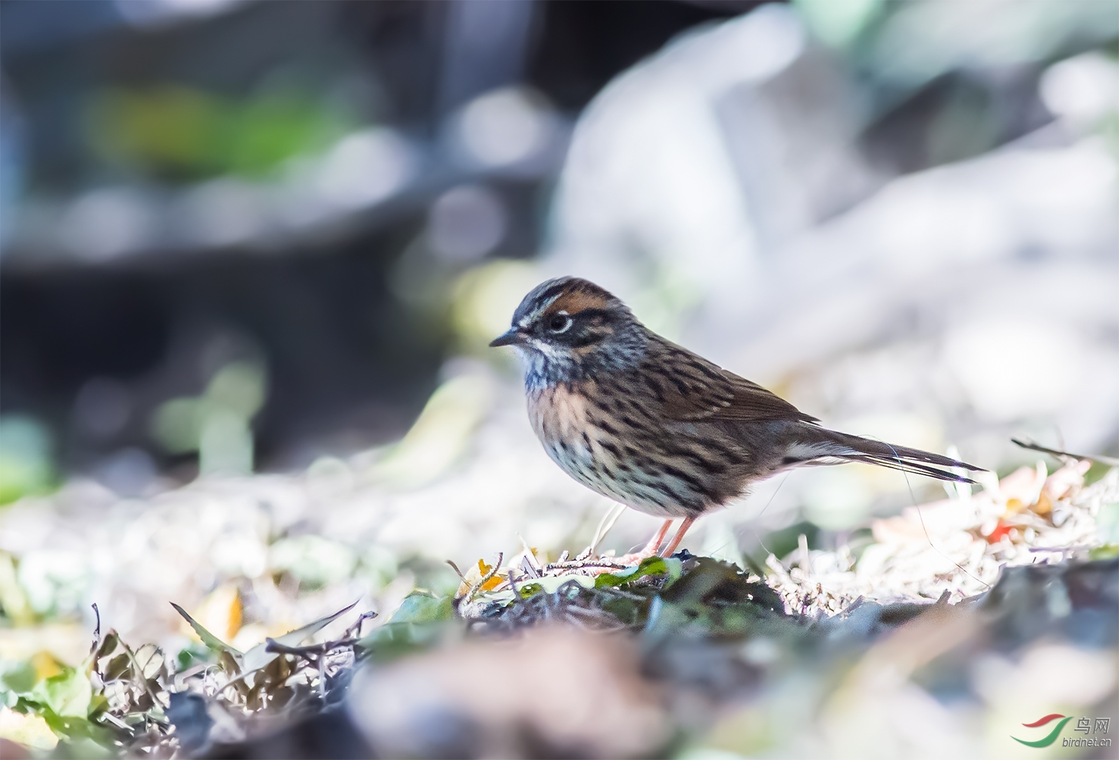 西藏林芝拍的鸟,请教鸟名
