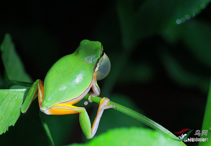 华南雨蛙祝贺首页精华