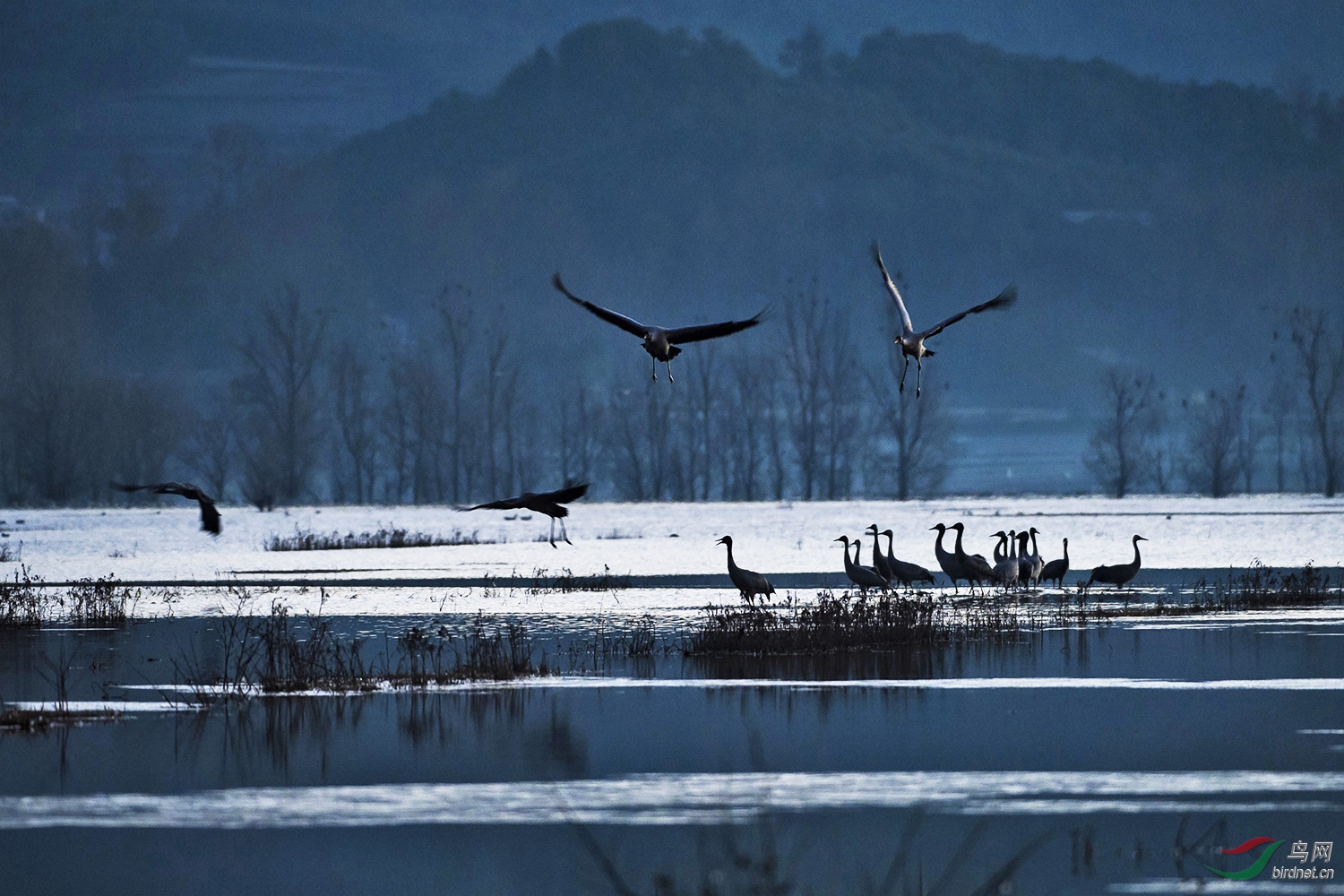 神秘念湖黑颈鹤