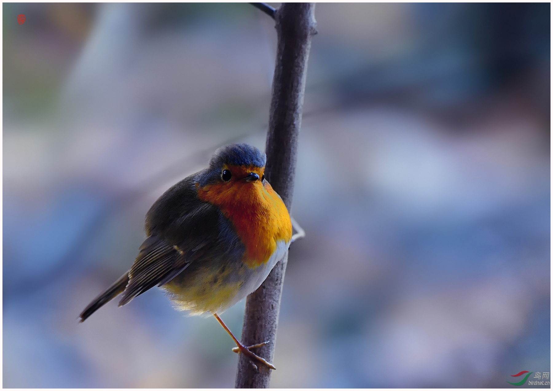 知更鸟(英国国鸟)