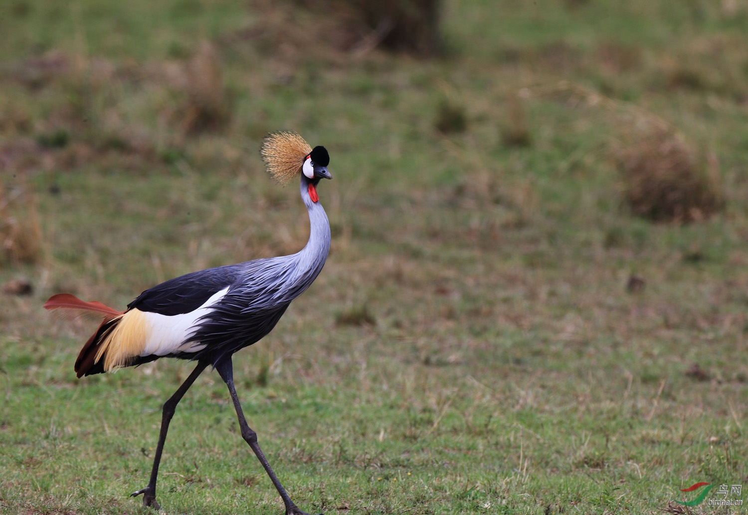 坦桑尼亚国鸟-灰冠鹤