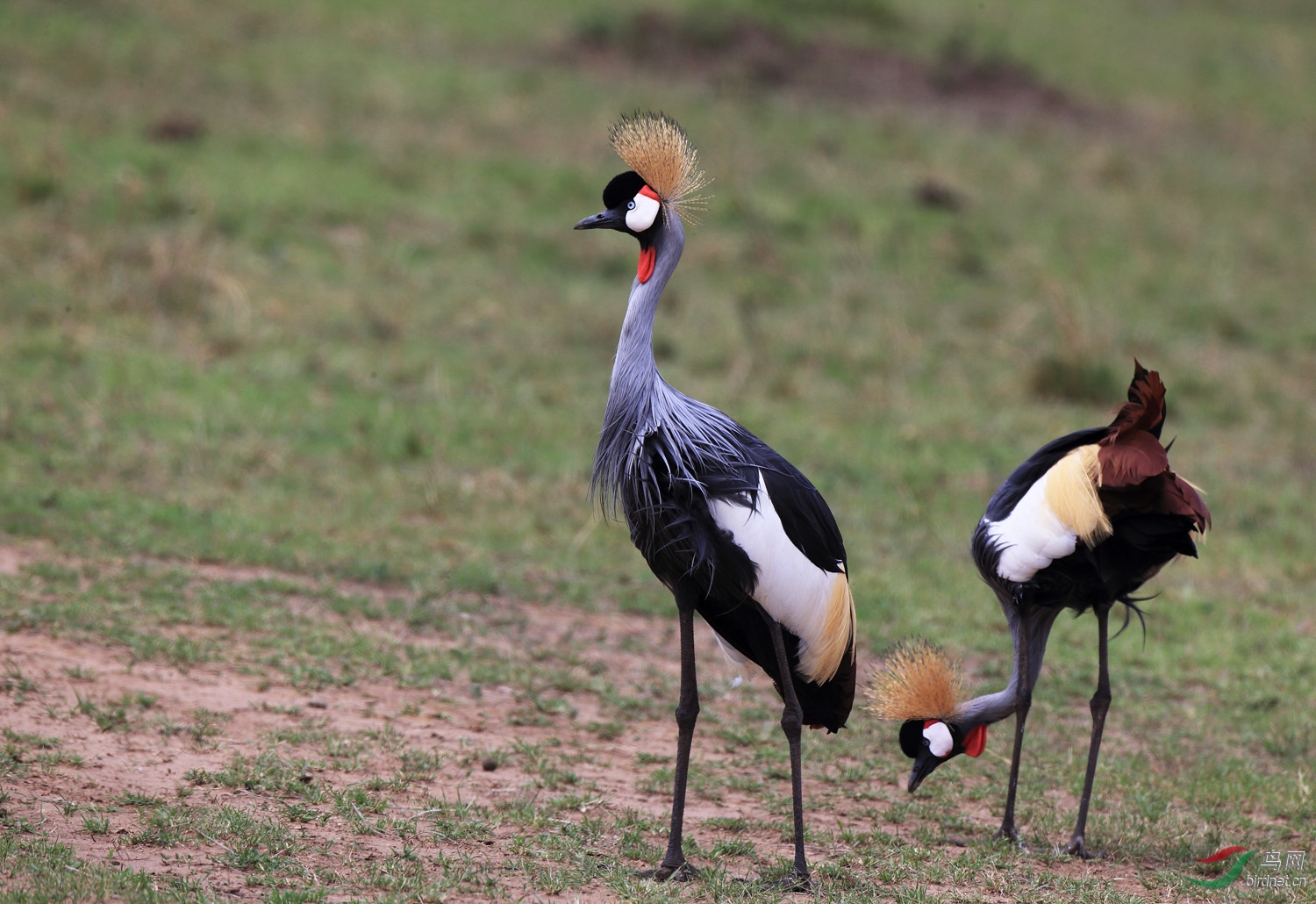 [国外] 坦桑尼亚国鸟--灰冠鹤