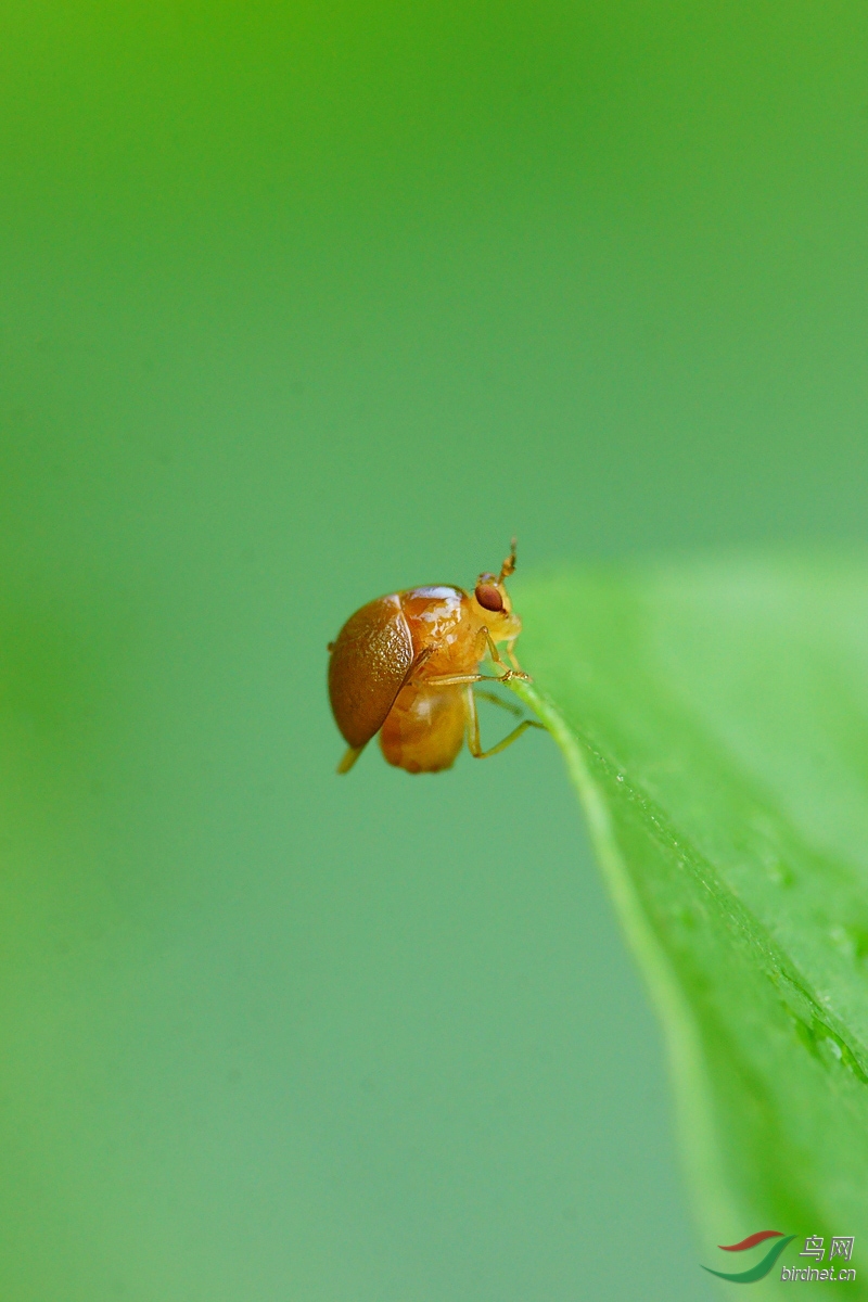 长焦拍甲蝇