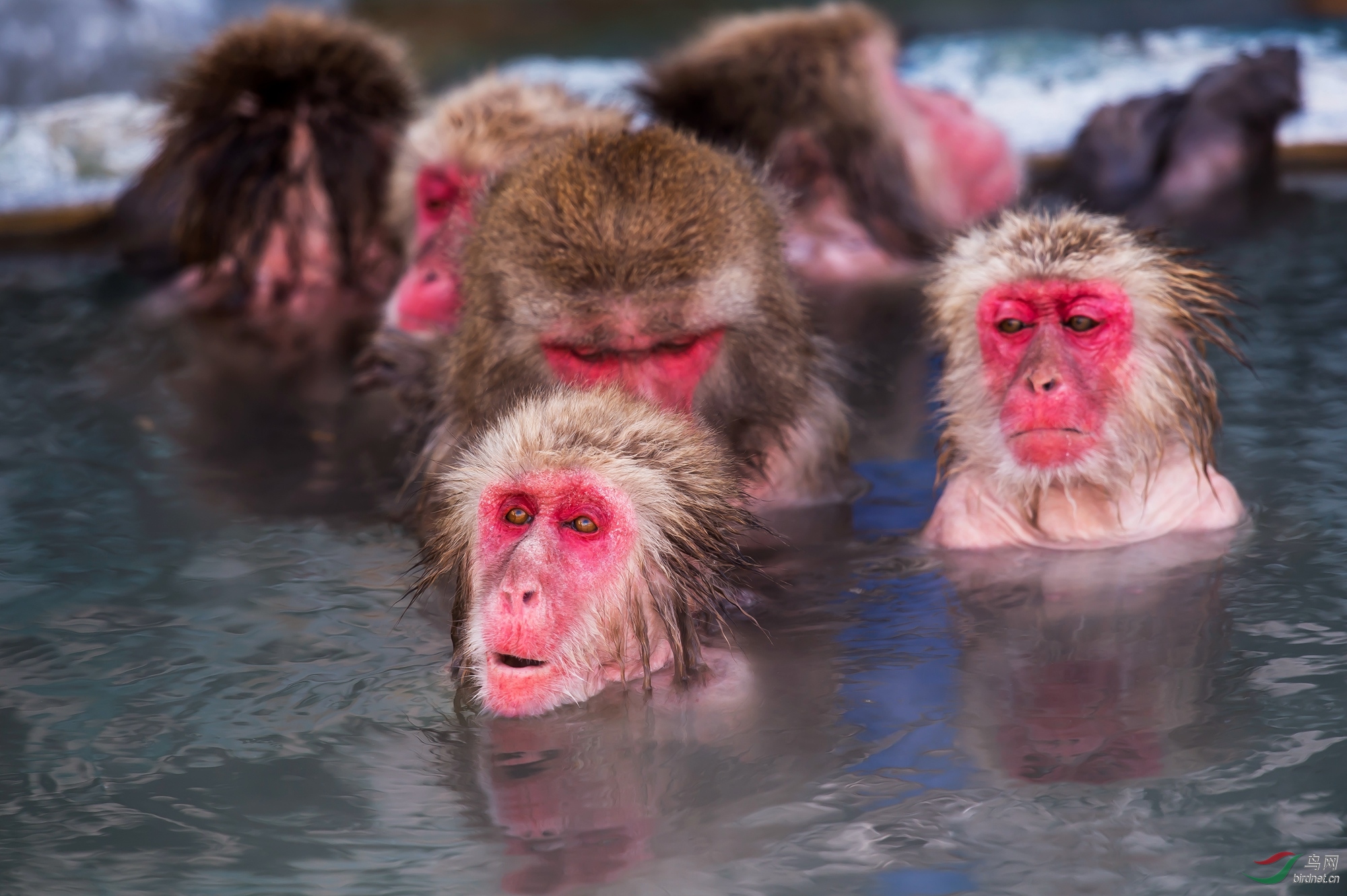 猴子泡温泉祝贺首页精华