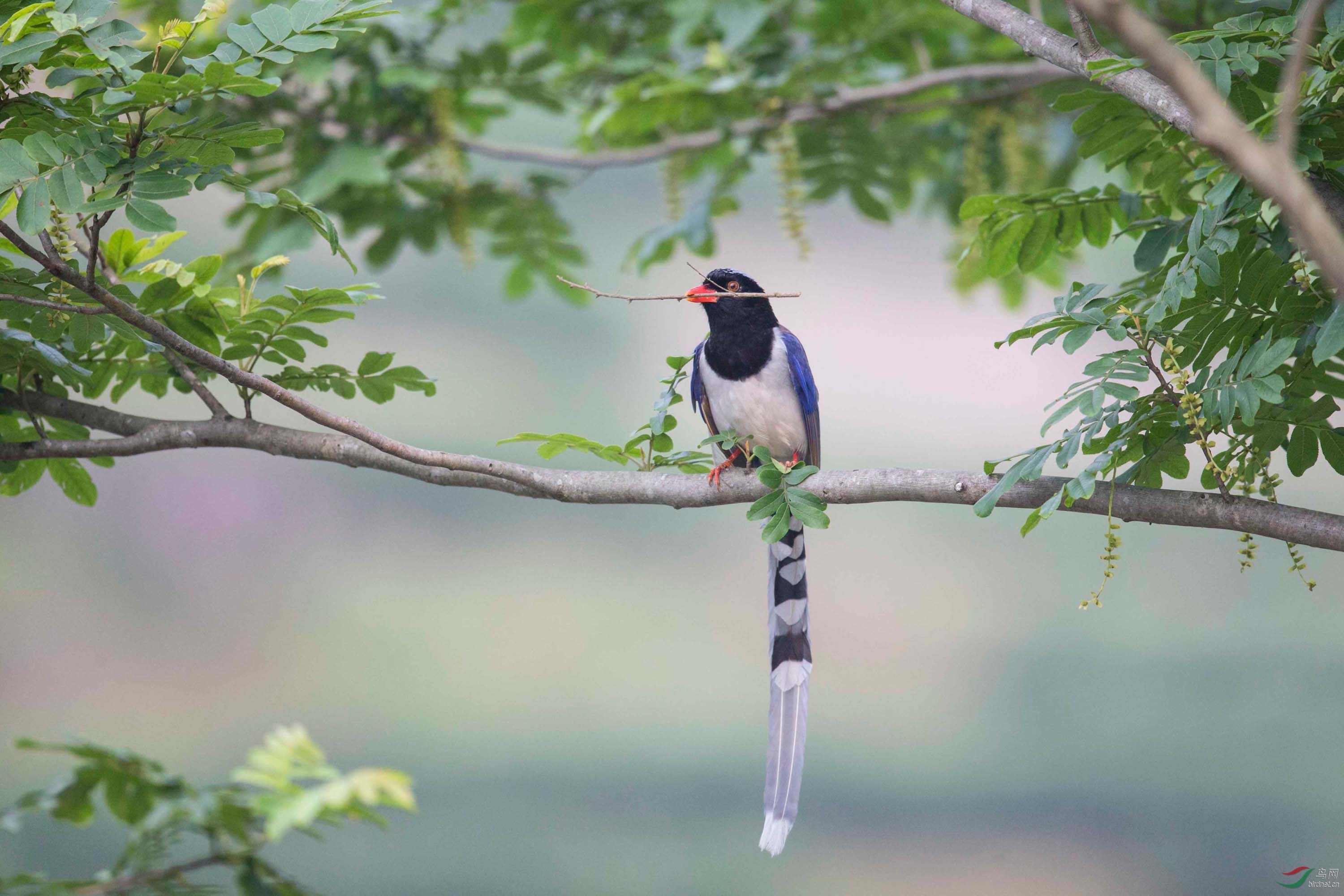 红嘴蓝鹊
