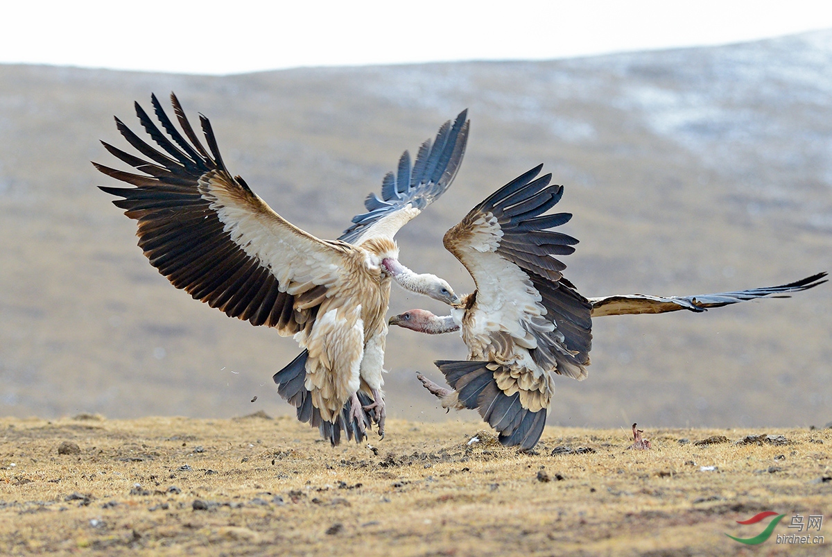 (高山兀鹫)厮杀(祝贺首页精华)