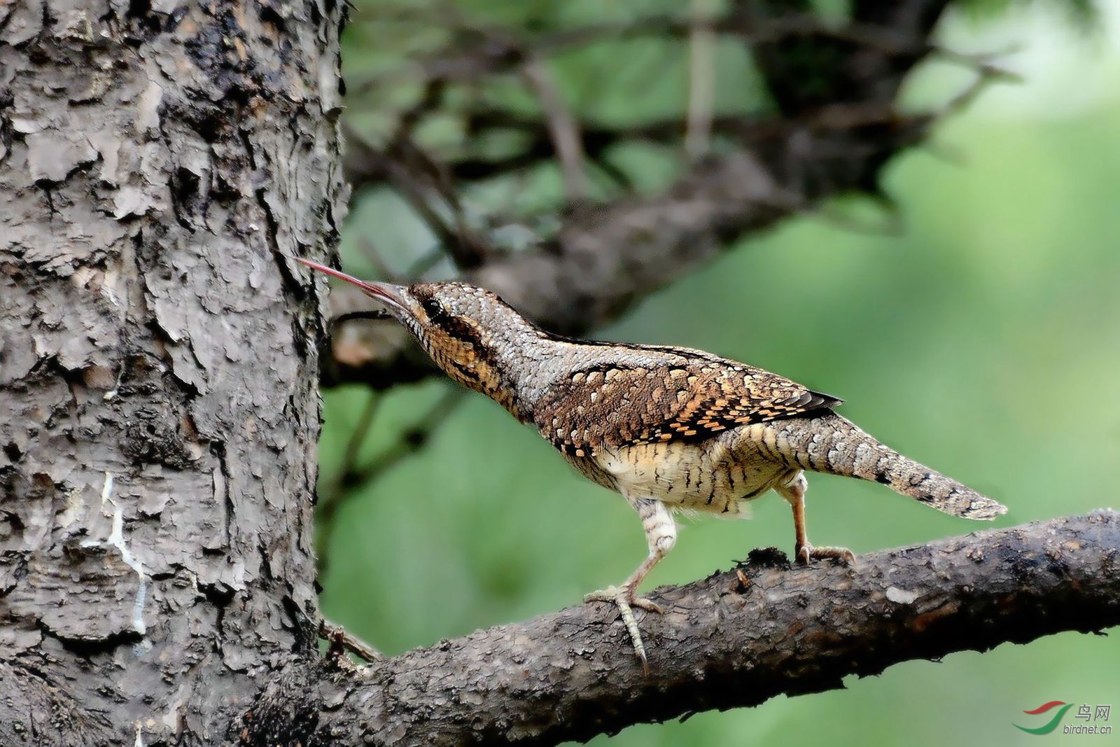 (蚁鴷)蚁列鸟【祝贺荣获首页精华】