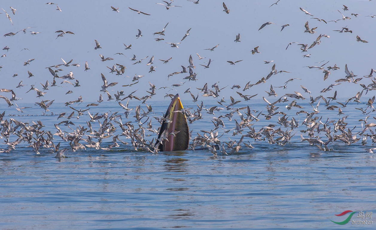 蓝鲸鱼与燕鸥