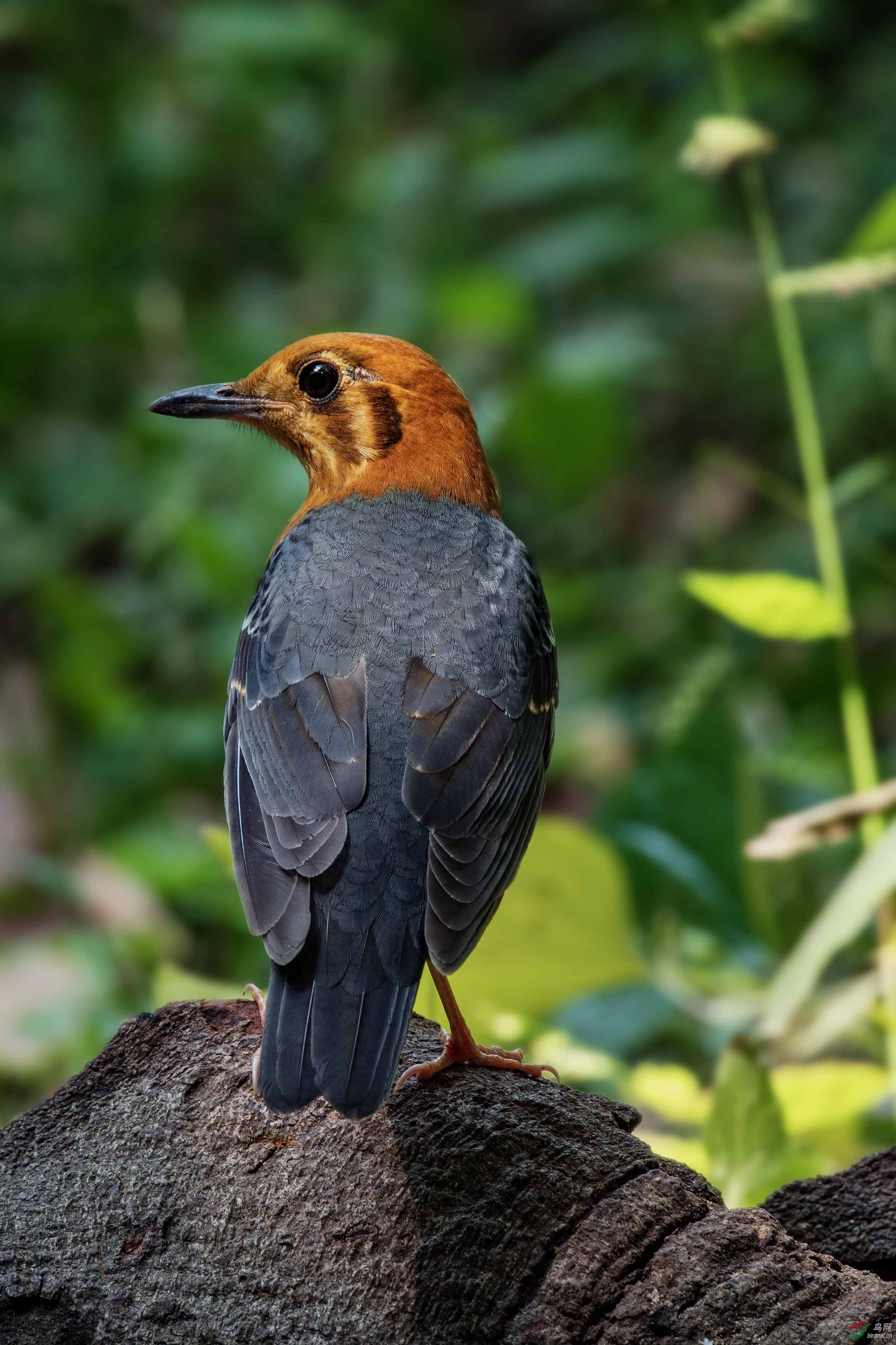 【橙头地鸫】