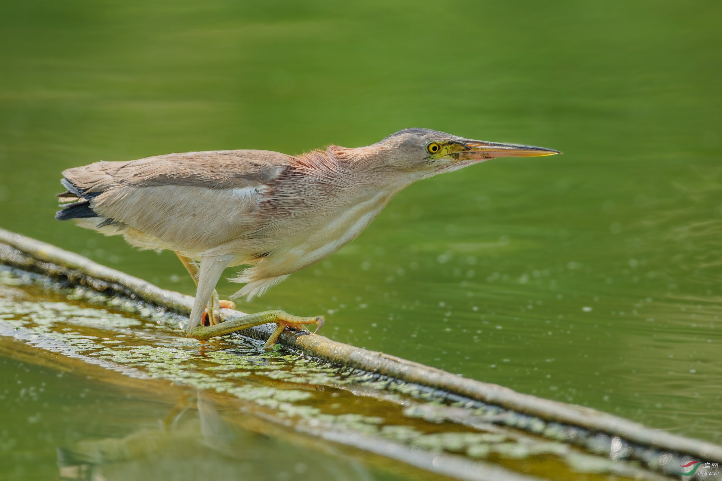 【黄苇鳽】俗名:小黄鹭