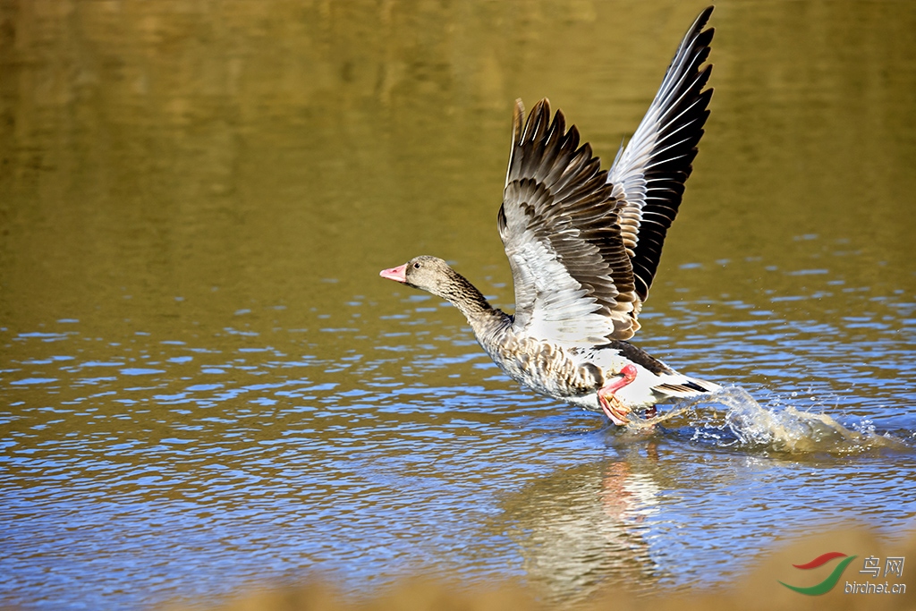起飞的灰雁