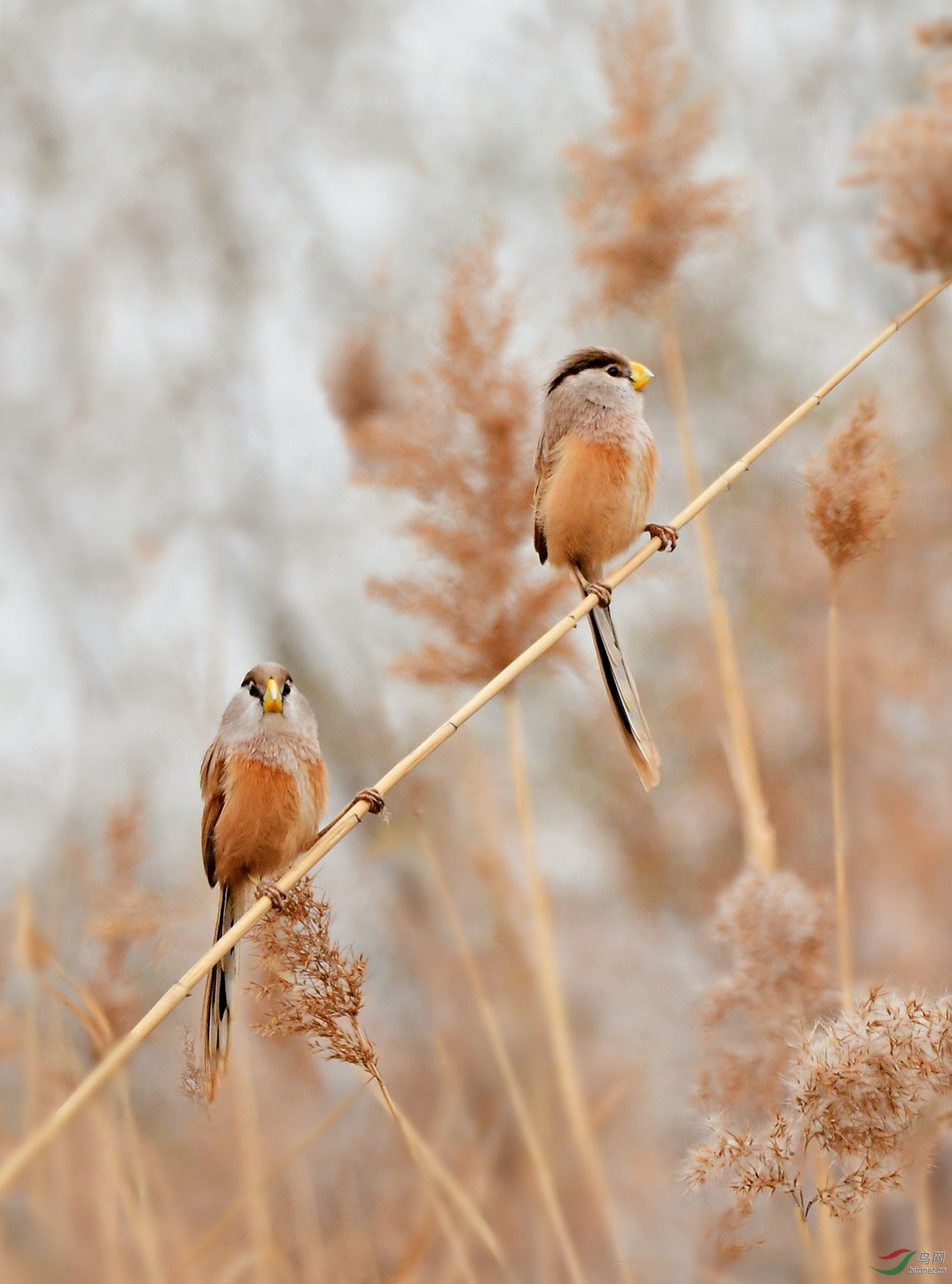 震旦鸦雀成双对