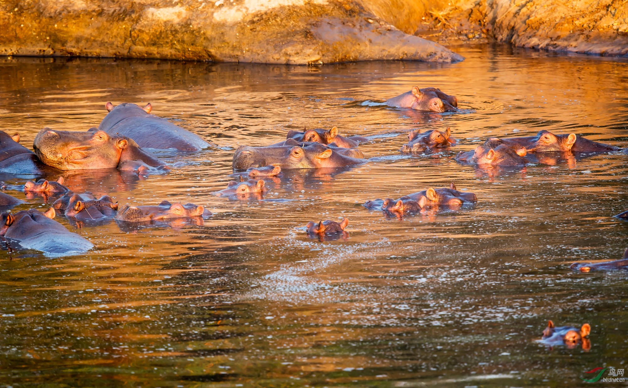 晨曦中的河马群 - 野生动物版 鸟网