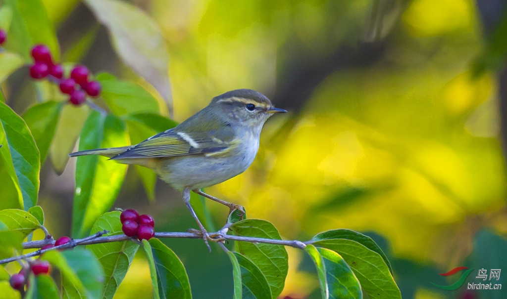 白眉柳莺迁徙途中
