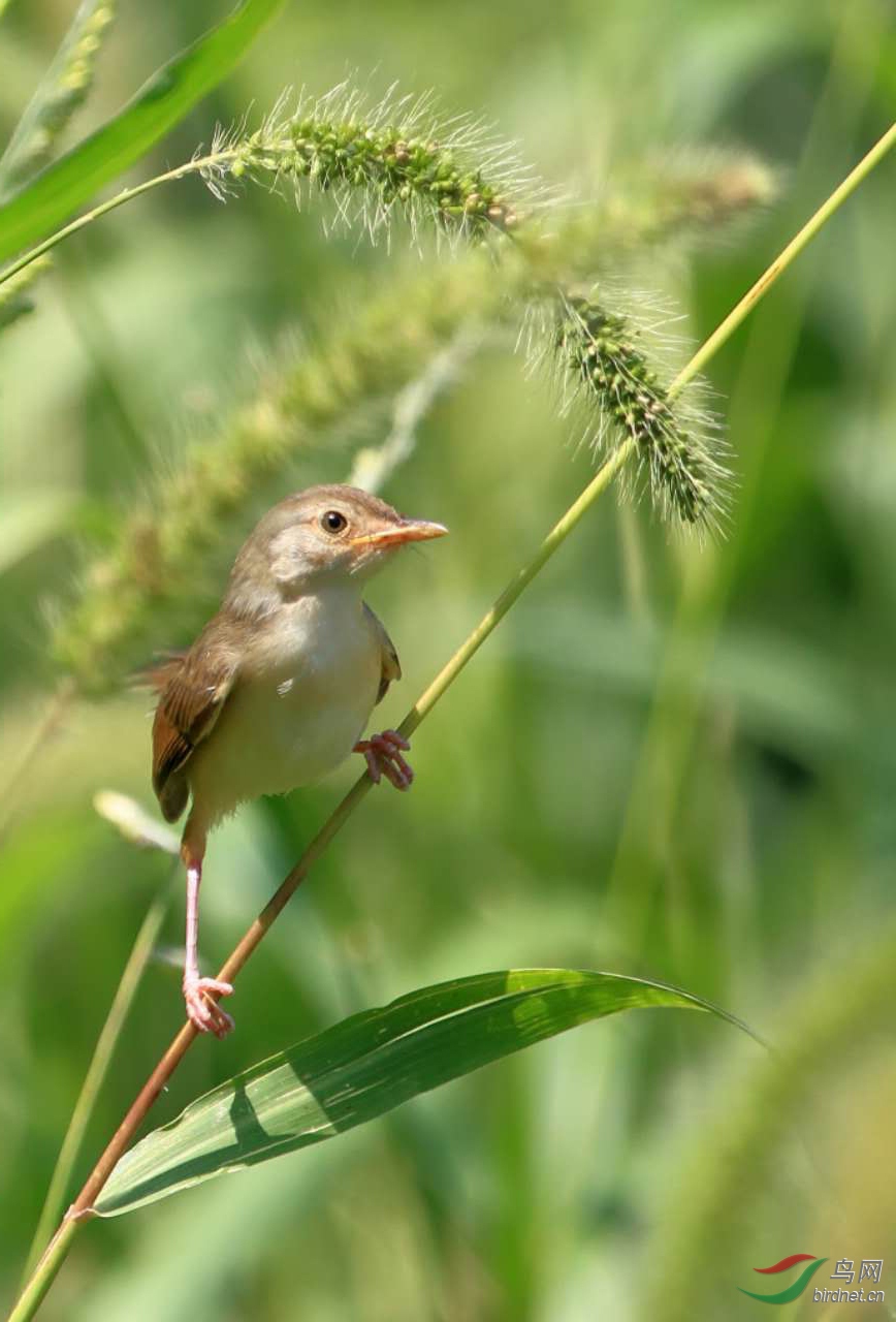 一只和狗尾巴草大小的靓鸟