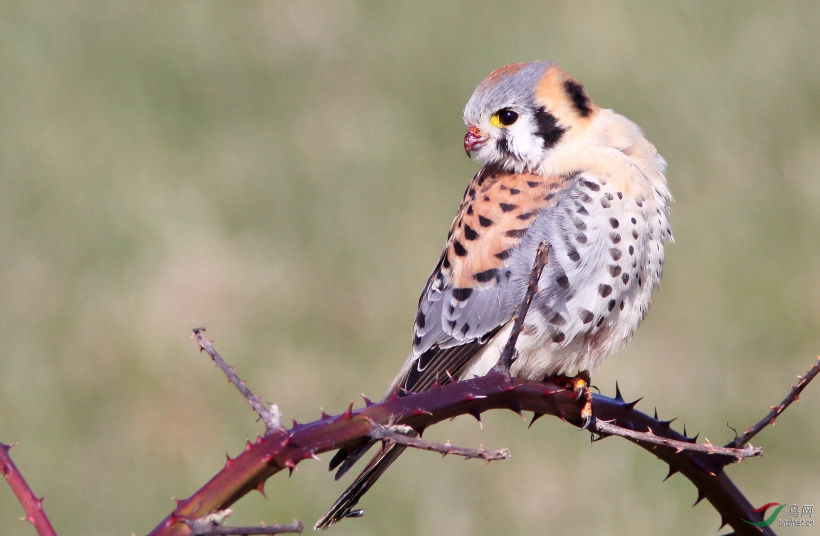 那些年的美洲隼