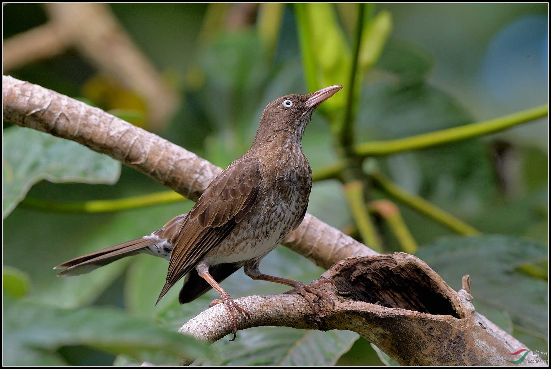 珠眼嘲鸫 pearly-eyed thrasher