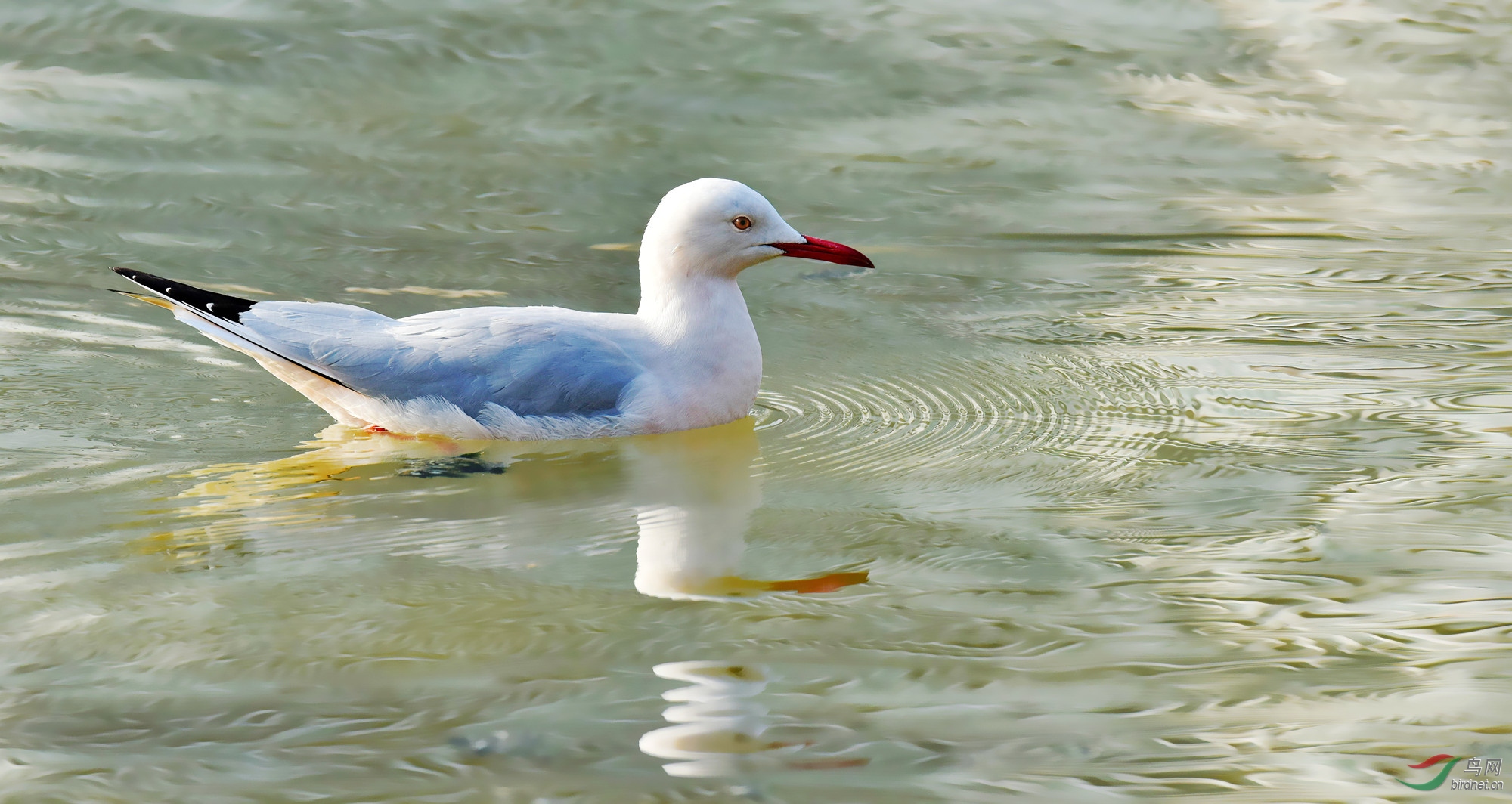 来自北鸥的珍稀水鸟细嘴鸥连续三年光临德阳