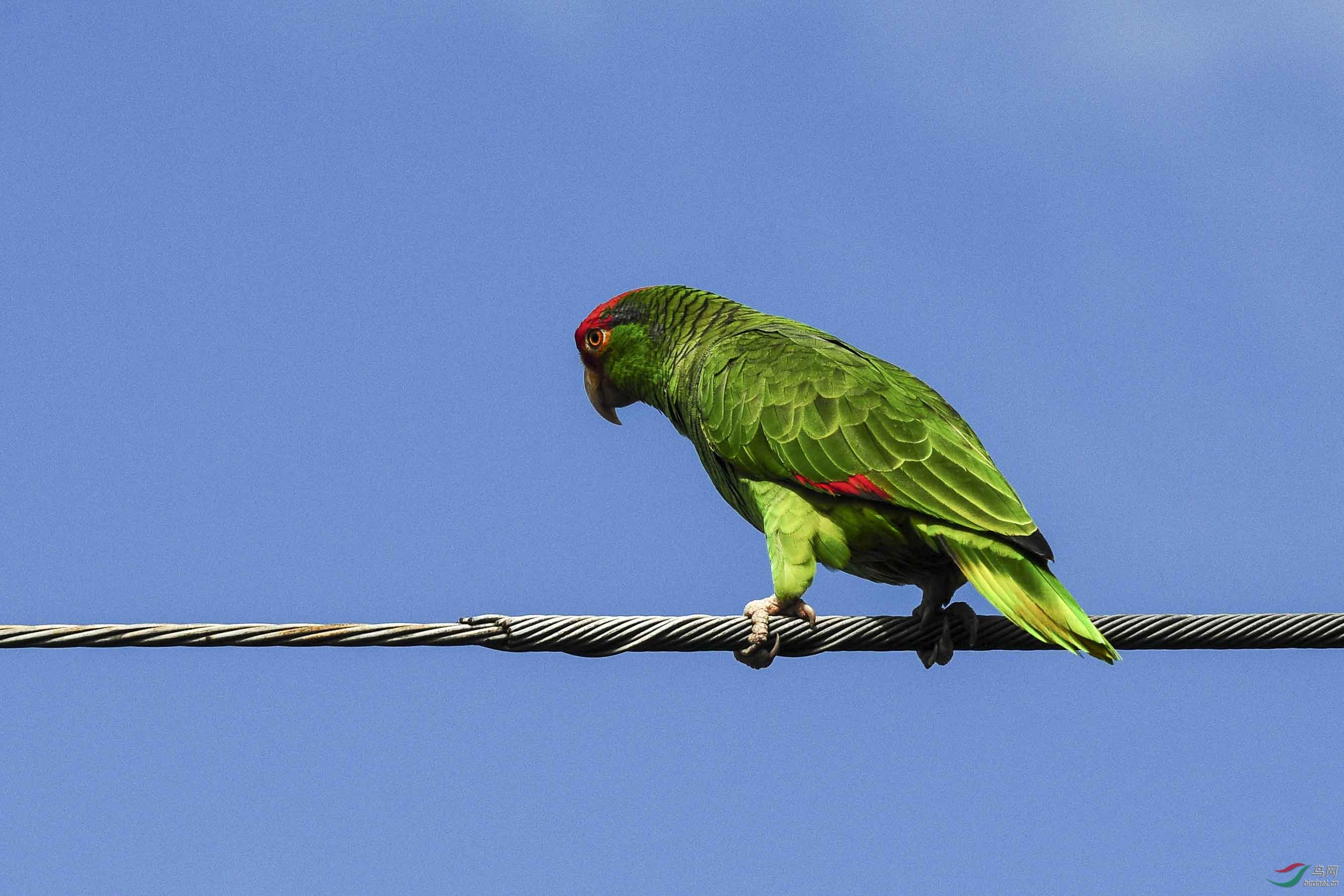 亚马逊红冠鹦鹉