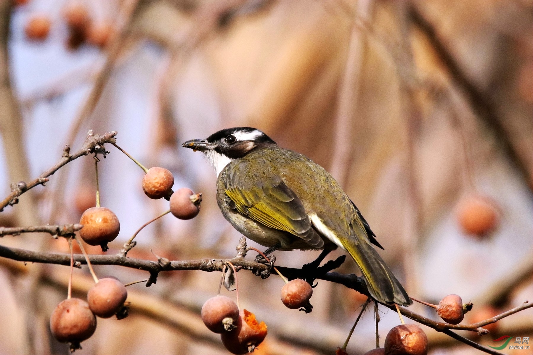 吃海棠果的白头鹎