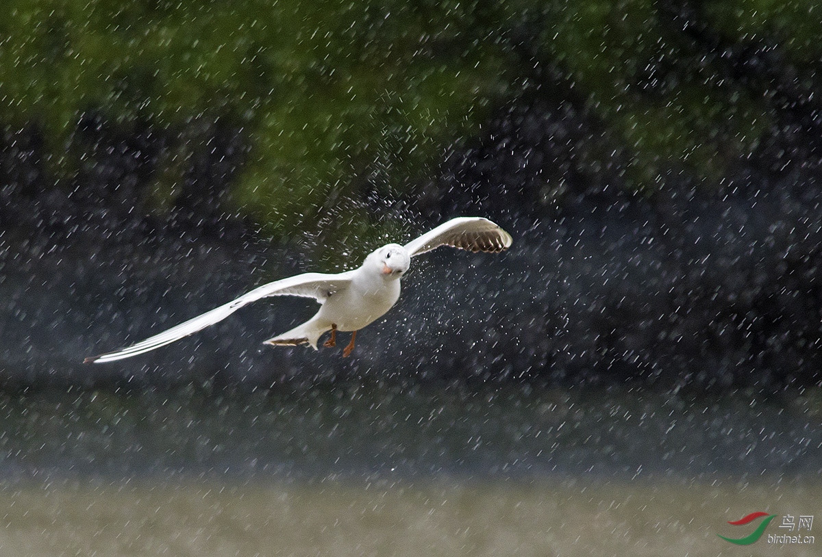 迎风战雨