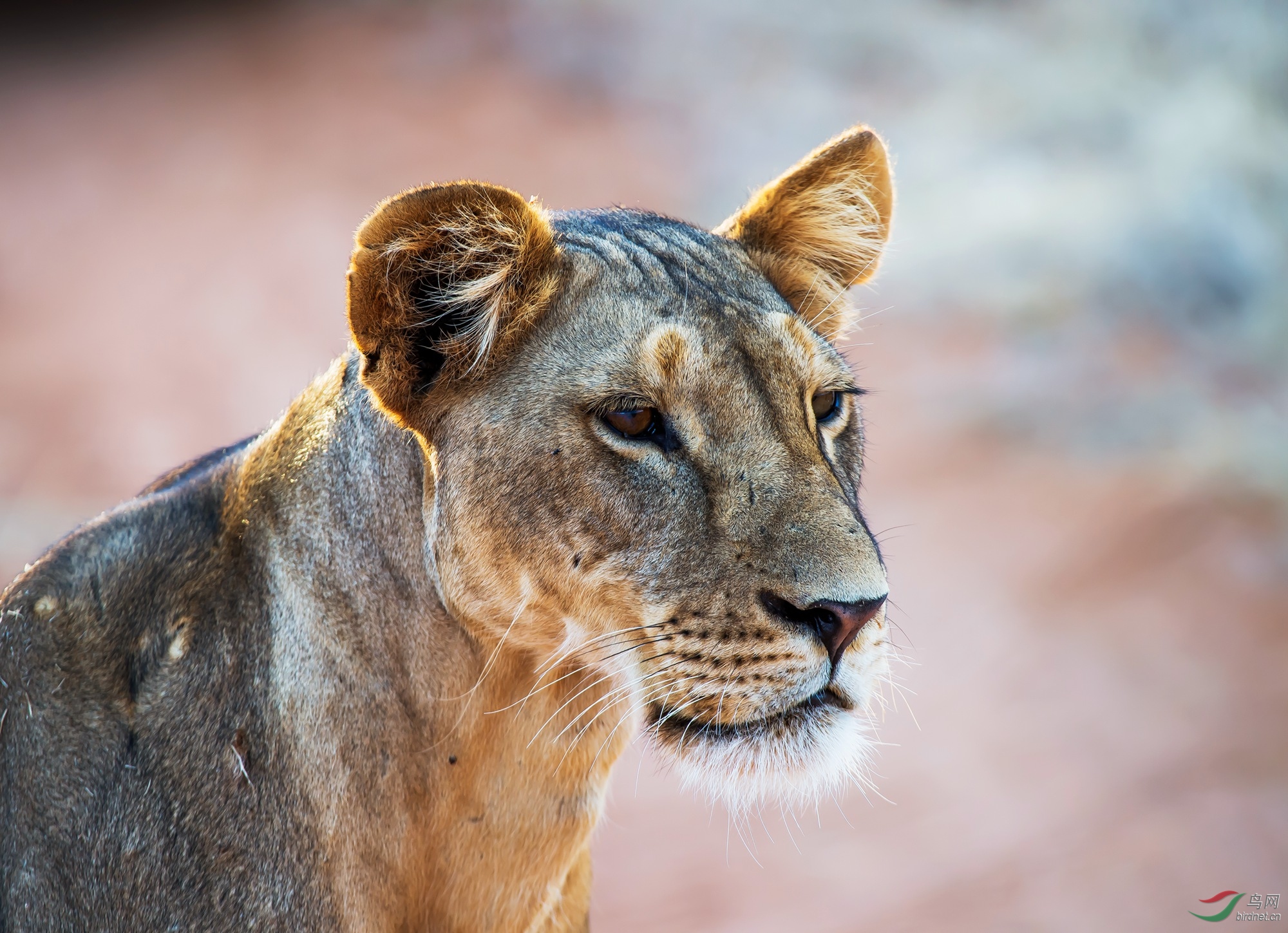 非洲母狮的标准照