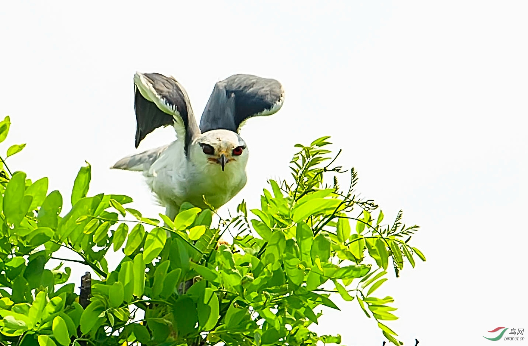 扇动翅膀 - 猛禽版 鸟网