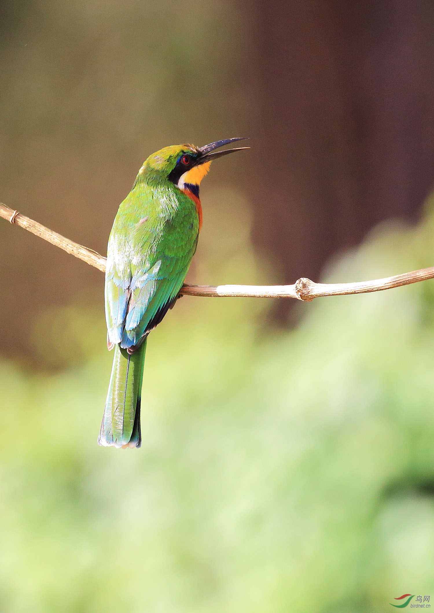非洲蜂虎--红胸蜂虎