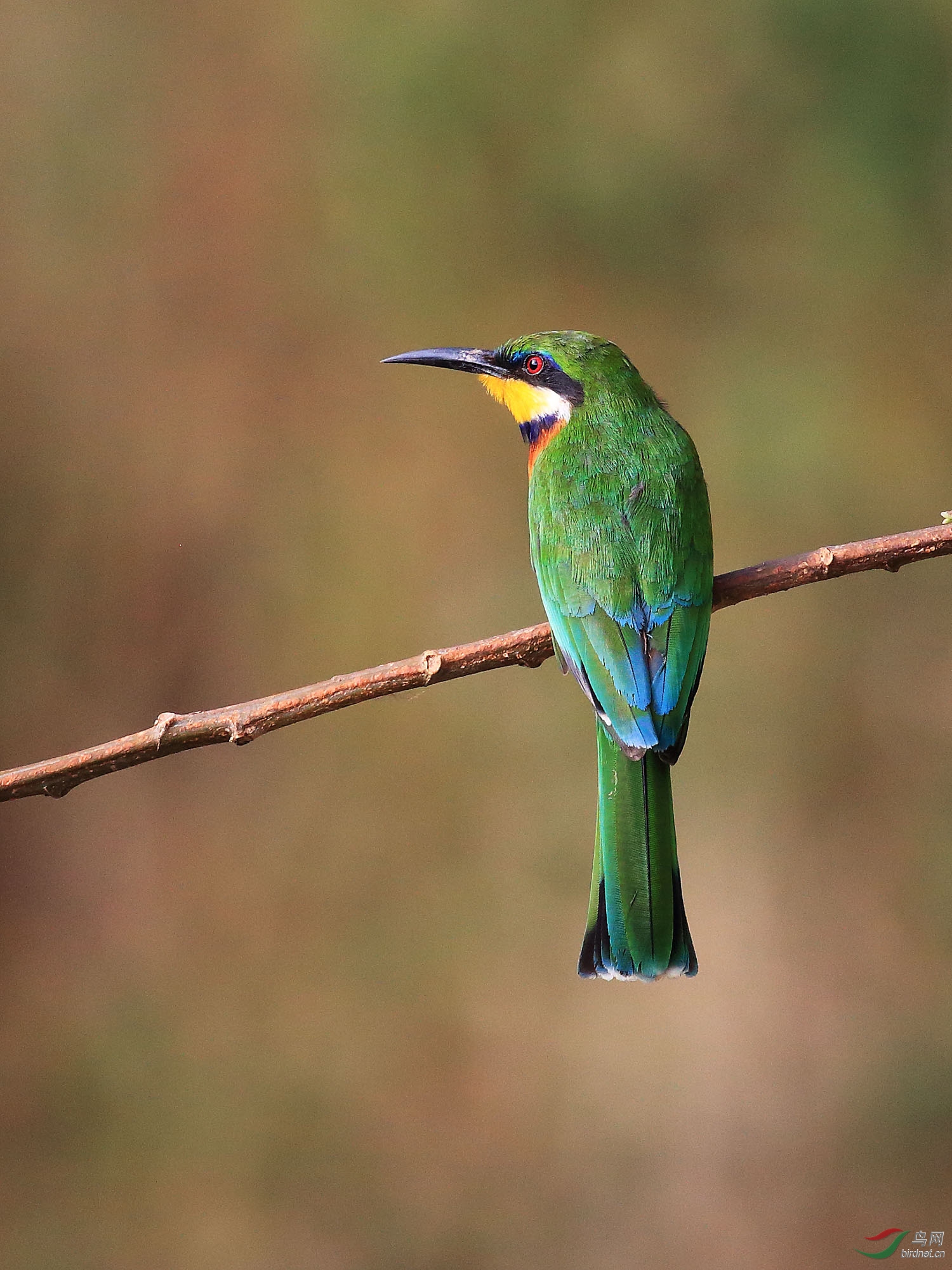 非洲蜂虎--红胸蜂虎 - 陕西版 shanxi 鸟网