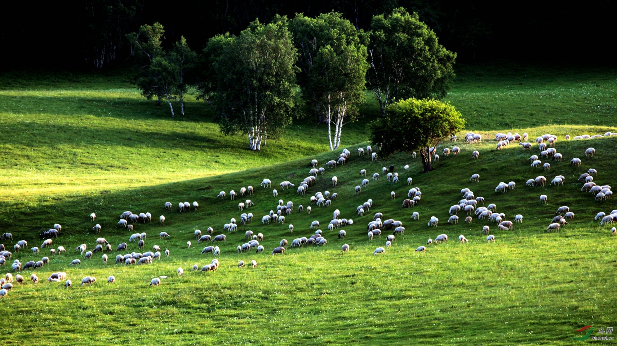 绿绿的草地是小羊的家图片