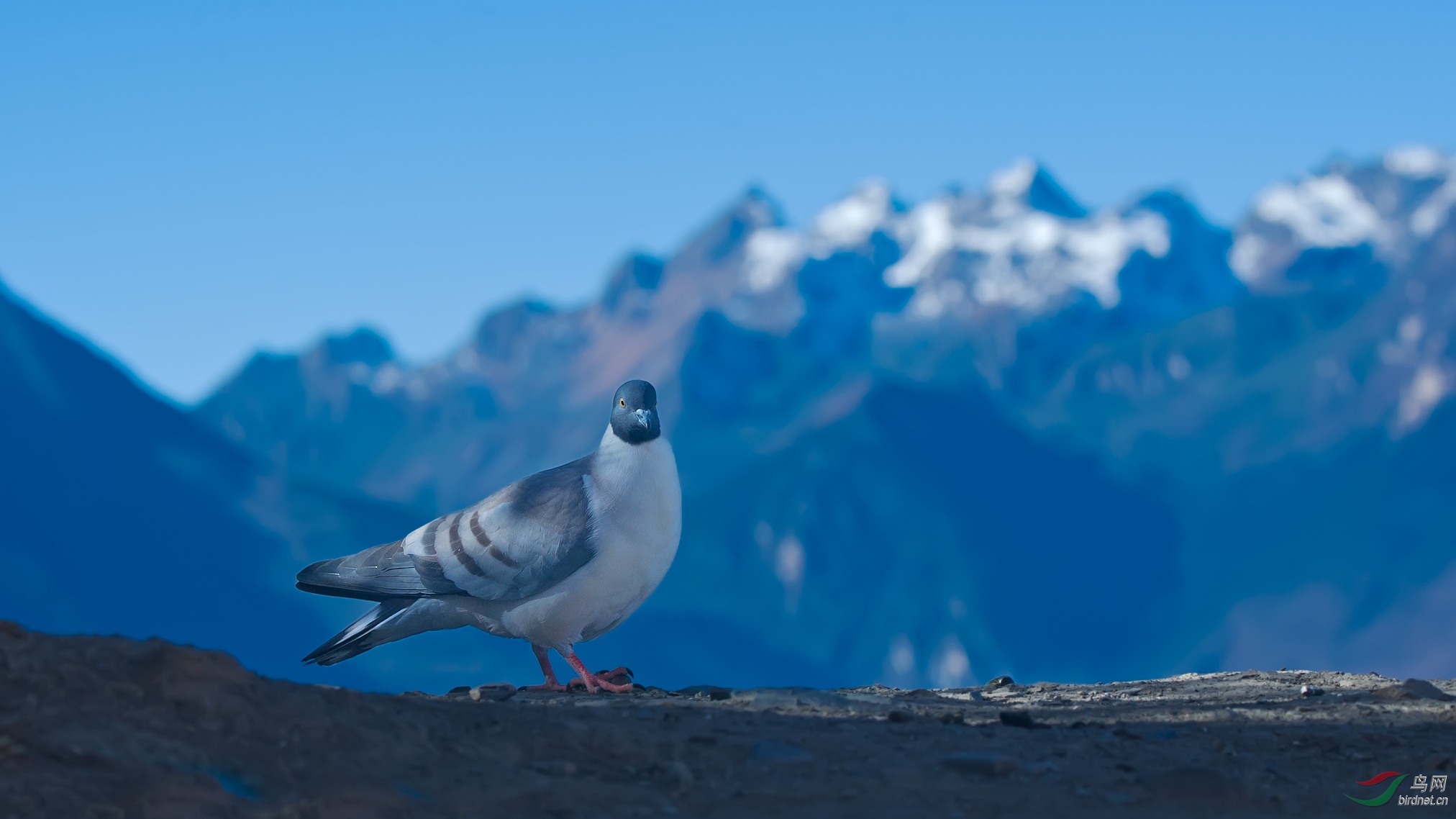 雪鸽祝鸟网年会顺利召开