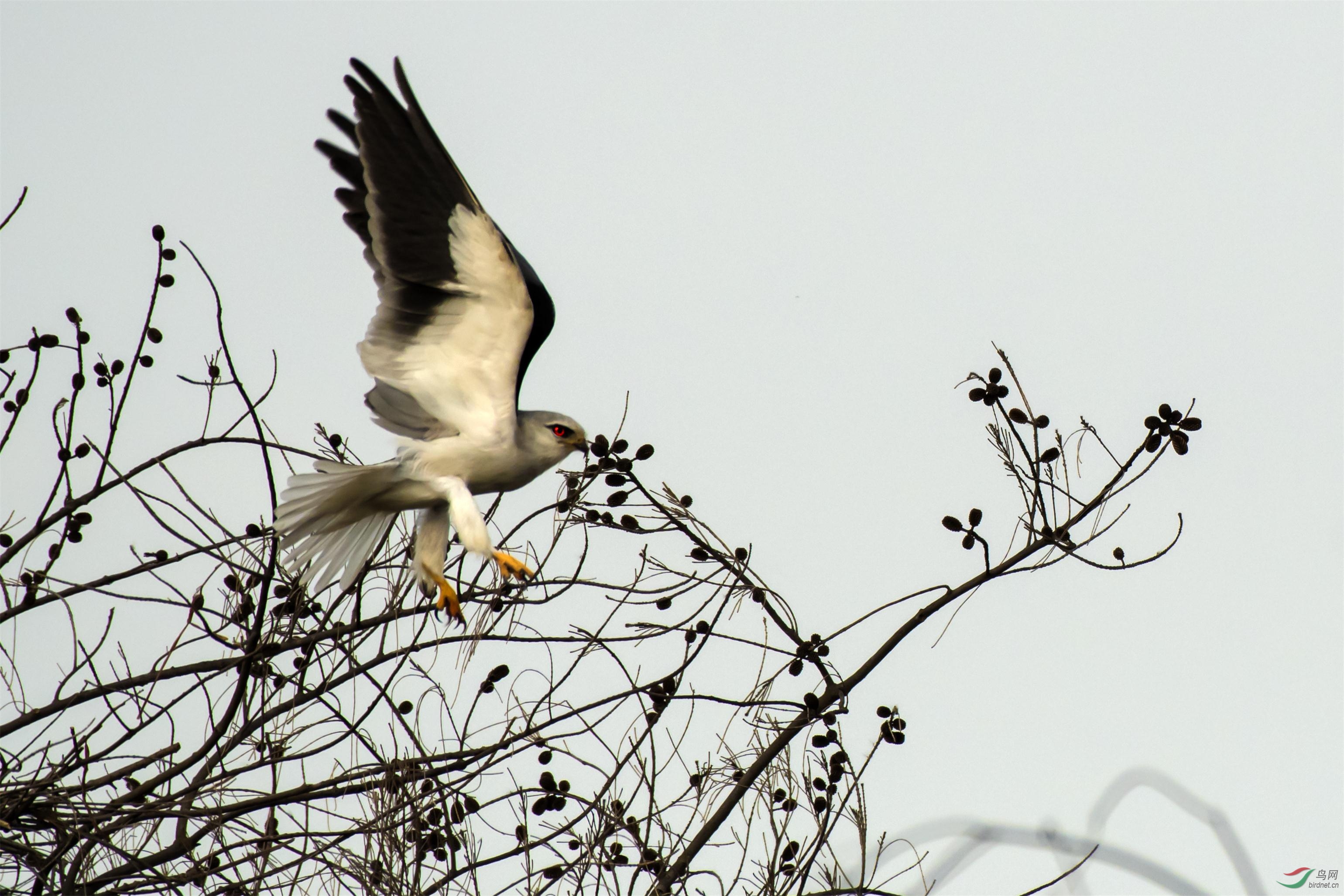 雏鸟黑翅鸢学飞
