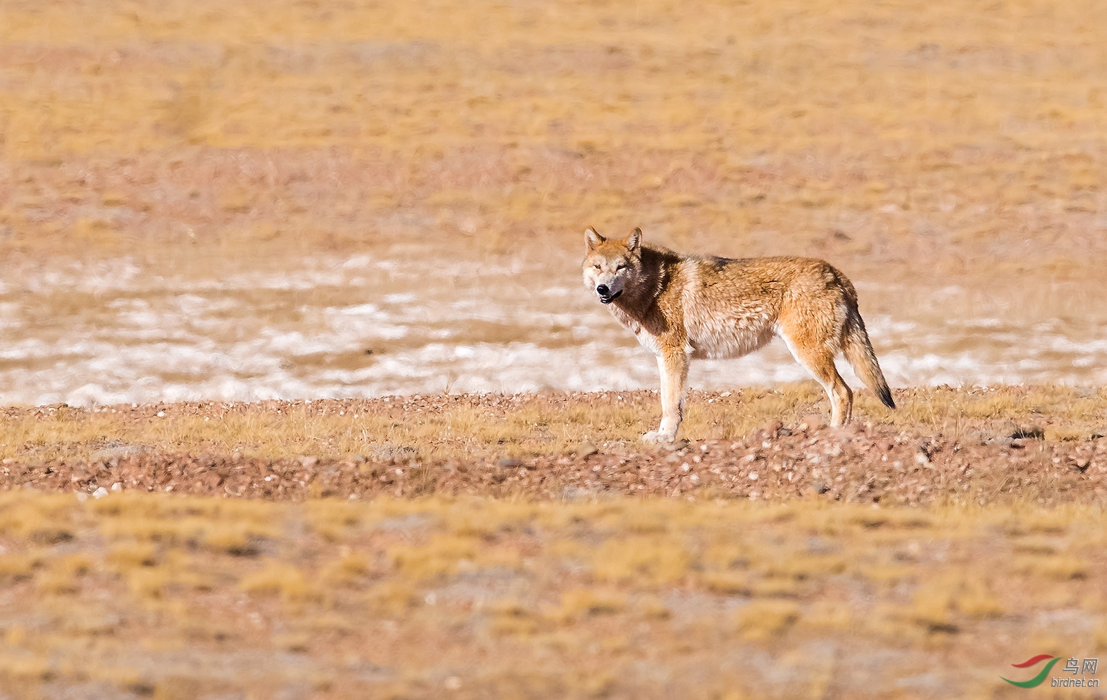 西藏狼祝贺荣获首页野生动物精华