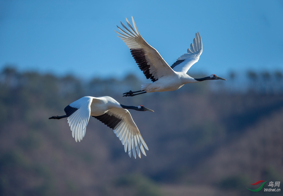 飞翔的丹顶鹤