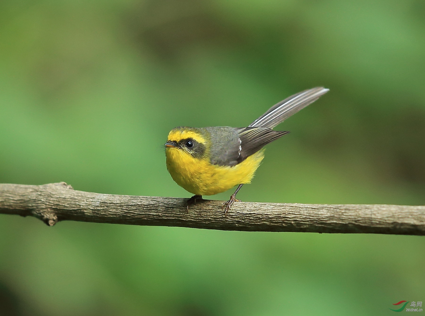 黄腹扇尾鹟