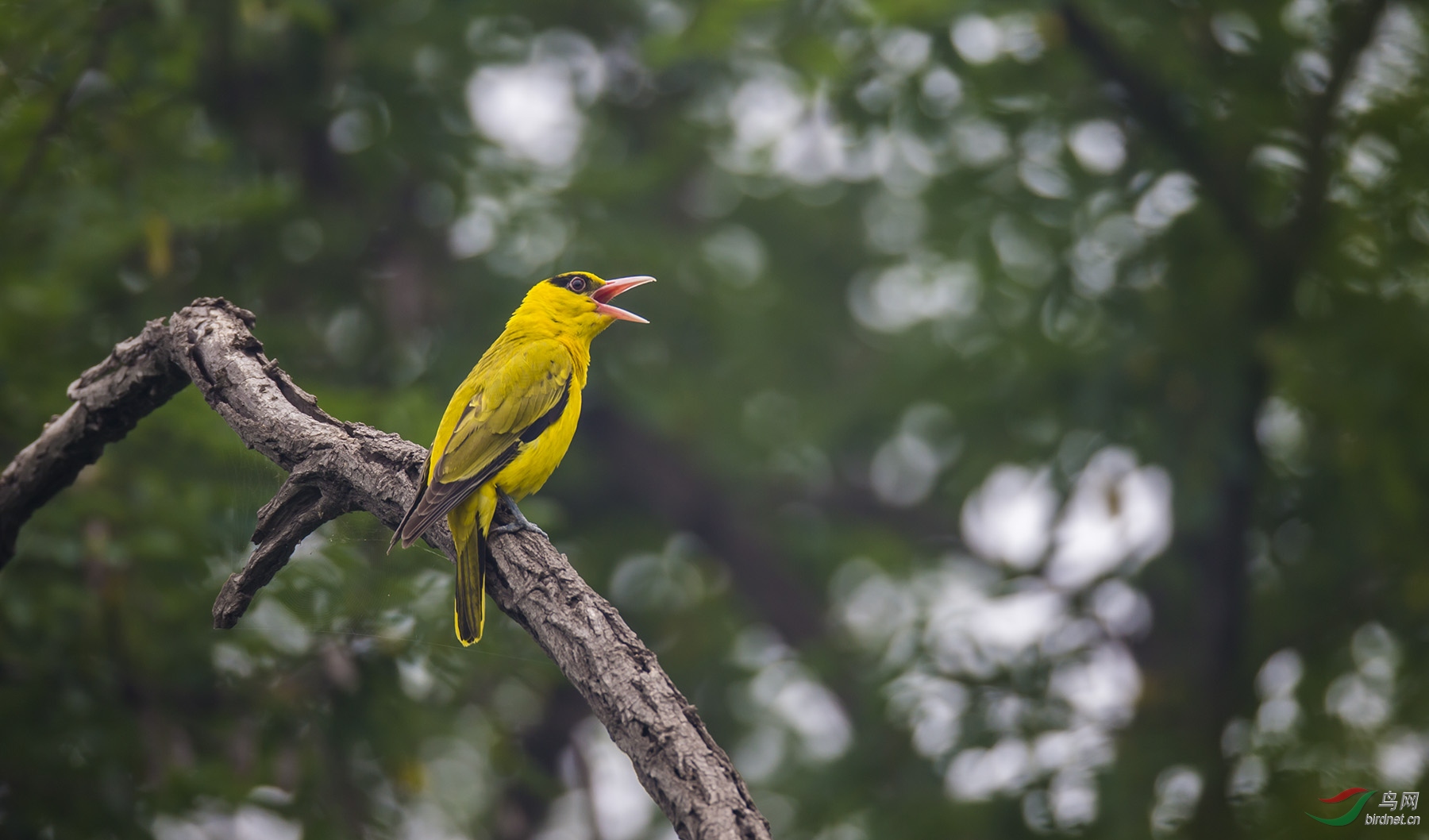 春季里的黄鹂鸟