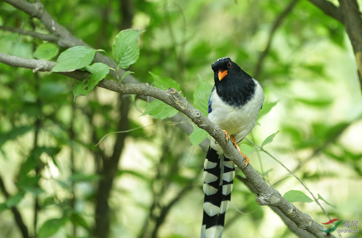 林鸟原生态红嘴蓝尾鹊