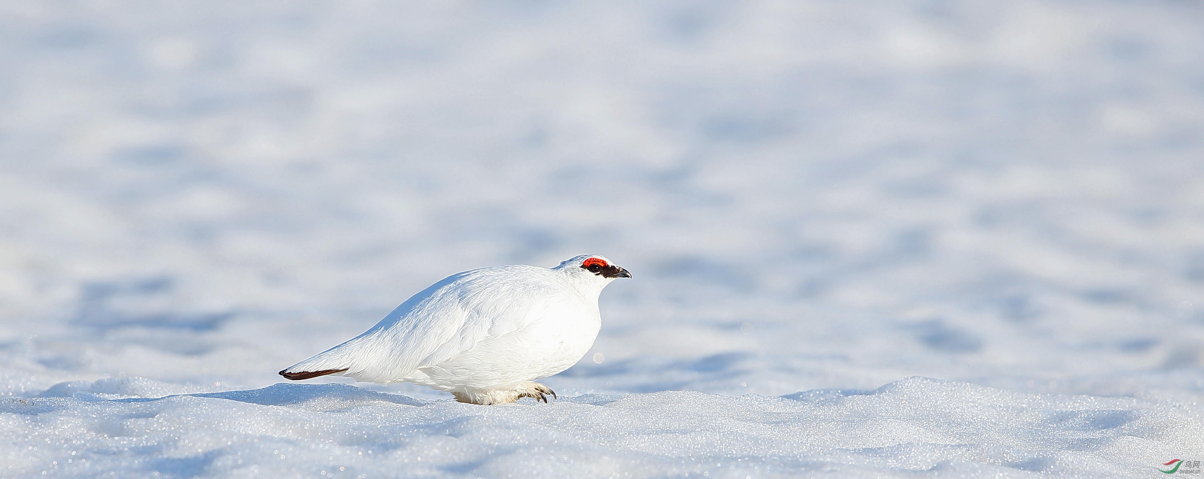 ( ) 柳雷鸟(北纬48°,新疆阿勒泰) 柳雷鸟得意洋洋站在别克花丛中