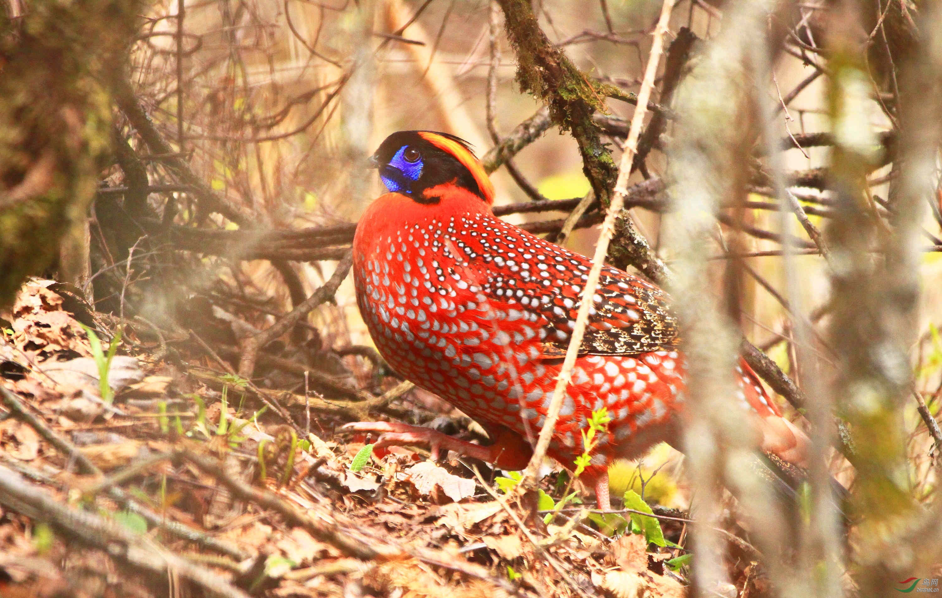 [杂谈] (花尾榛鸡)鸡年说"鸡" ----我镜头里的30种雉"鸡"