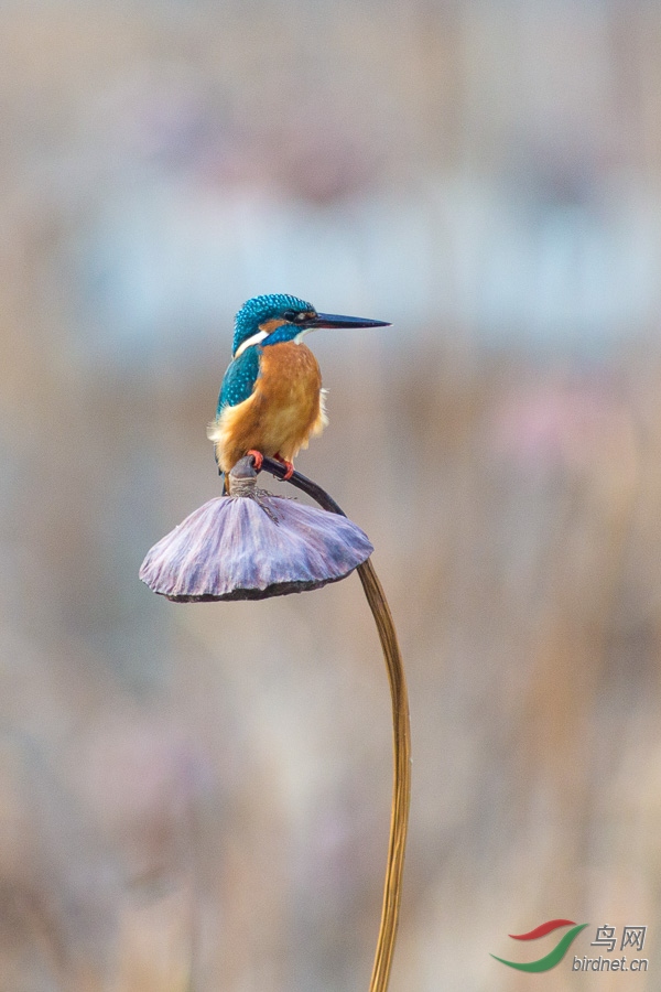 翠鸟61残荷 - 河南版 henan 鸟网