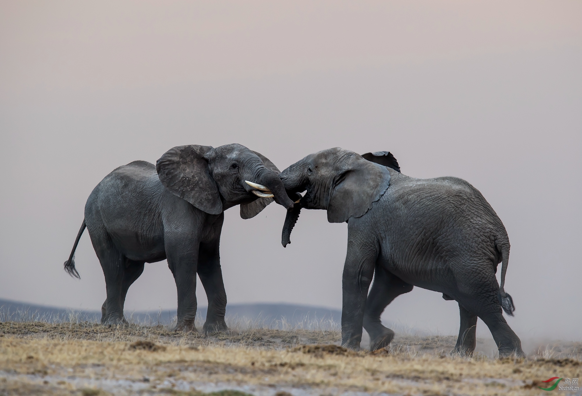 决斗(祝贺首页精华)