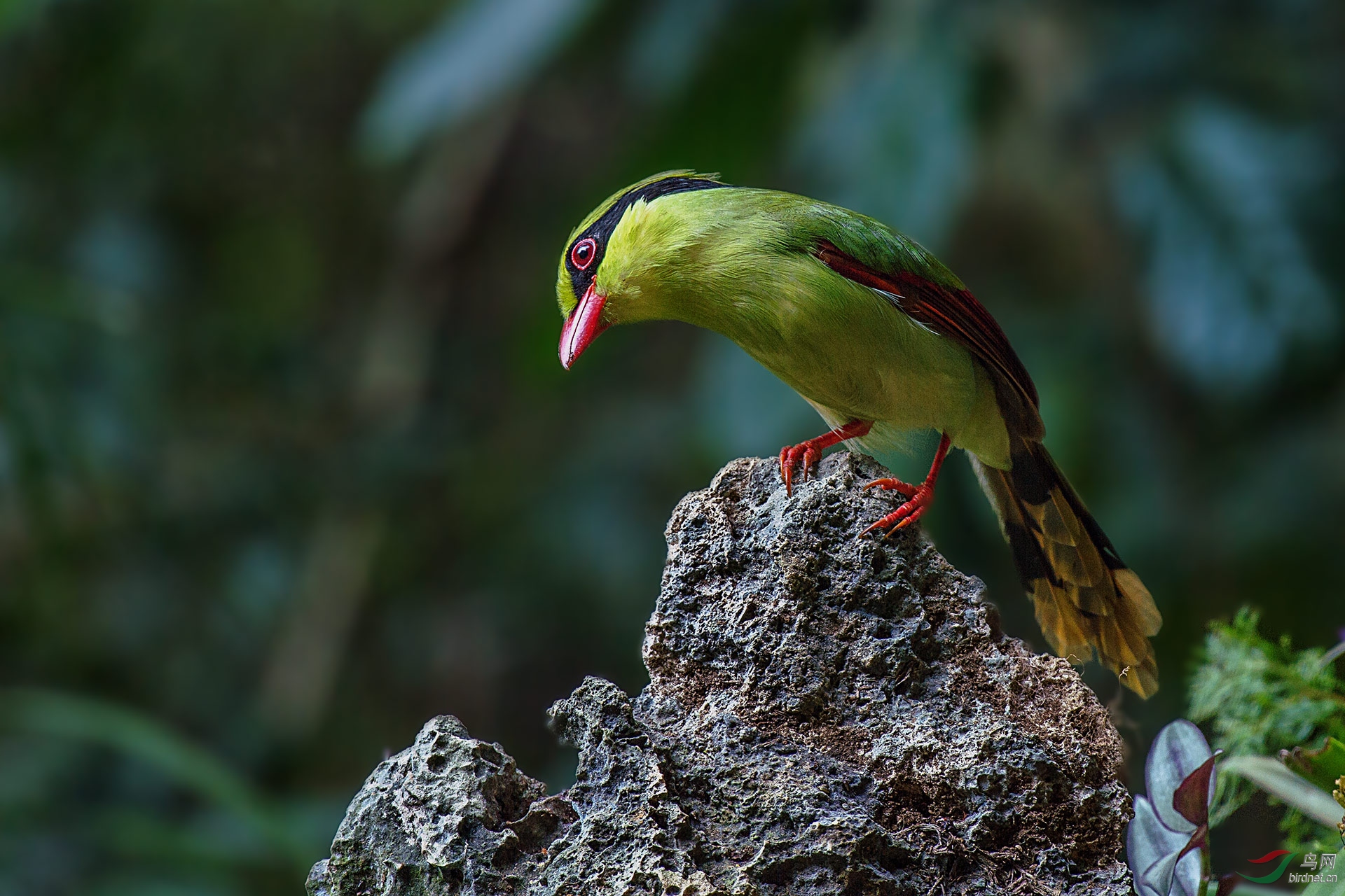 印支绿鹊俗名海南绿鹊青身鹊鸟