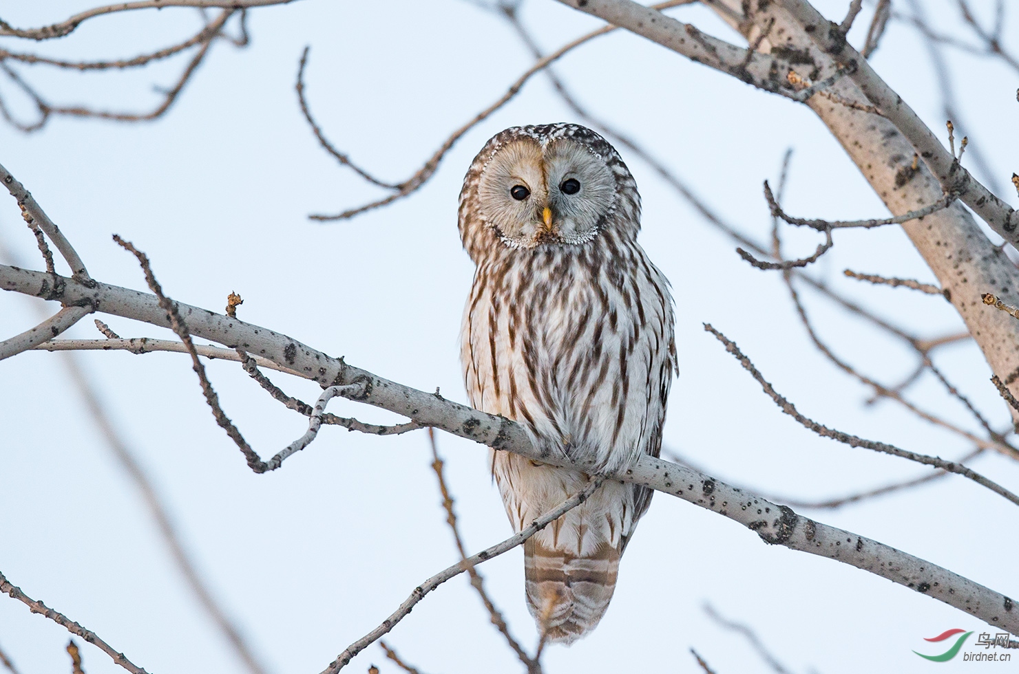 (长尾林鸮)贺:山野游人-获十佳版主!贺获首页精华