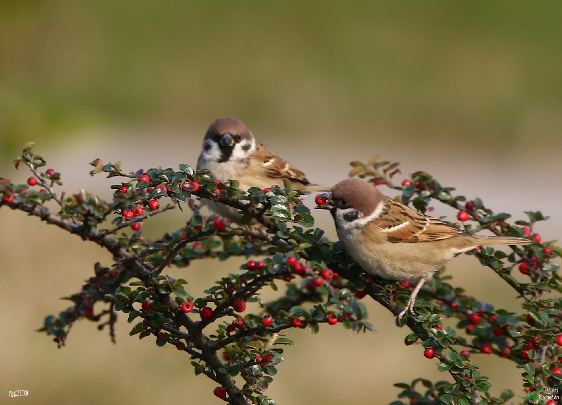 林鸟家麻雀之三